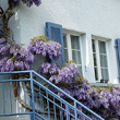 Habitusfoto Wisteria sinensis