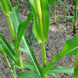 Stängel-/Stammfoto Zea mays